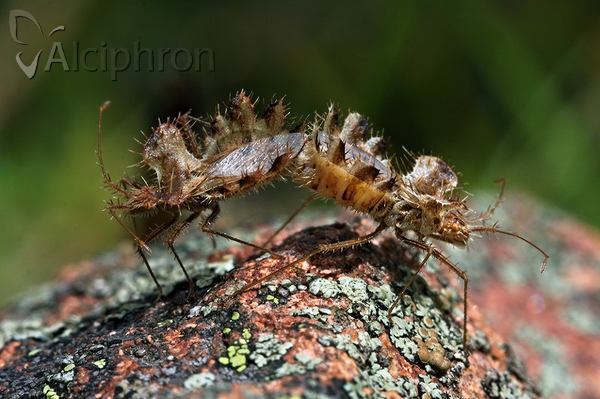 Phyllomorpha laciniata