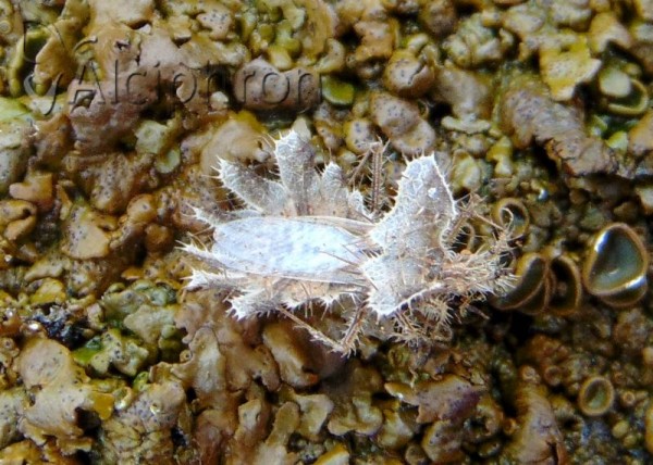 Phyllomorpha laciniata
