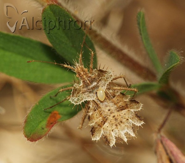 Phyllomorpha laciniata