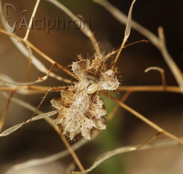 Phyllomorpha laciniata