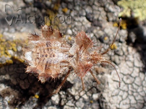 Phyllomorpha laciniata