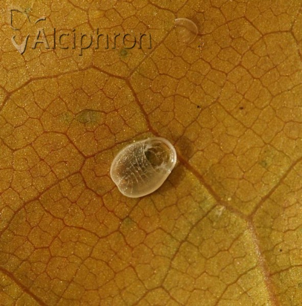 Aleurochiton pseudoplatani