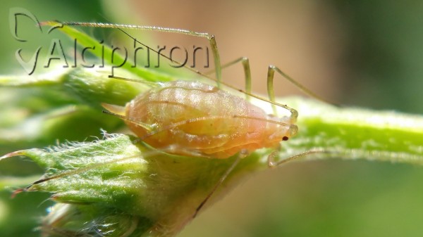Acyrthosiphon pisum
