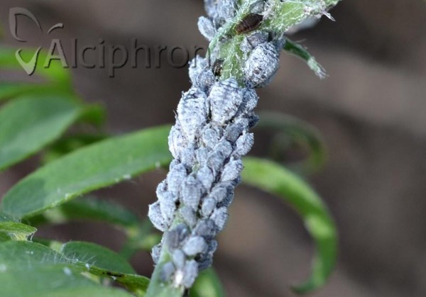Aphis craccae