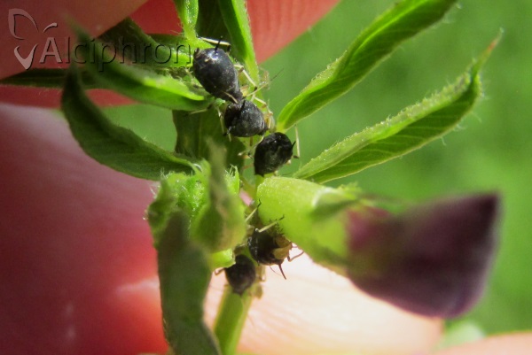 Aphis craccivora