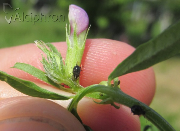 Aphis craccivora