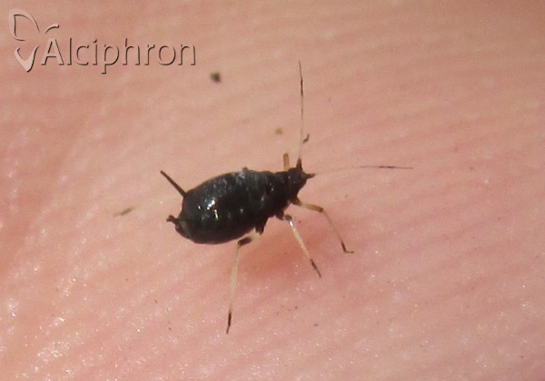 Aphis craccivora