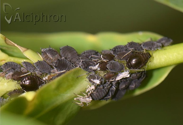 Aphis euphorbiae