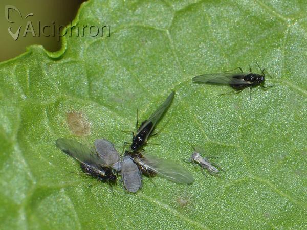 Aphis fabae