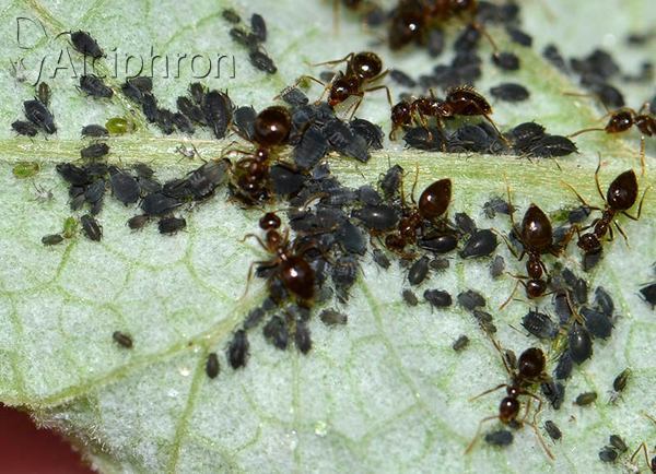 Aphis fabae