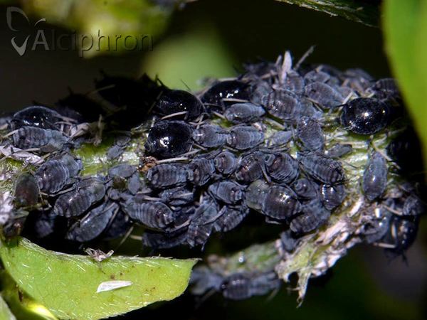 Aphis fabae