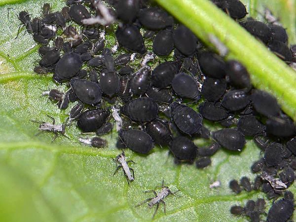 Aphis fabae