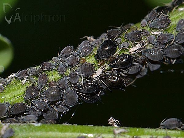 Aphis fabae