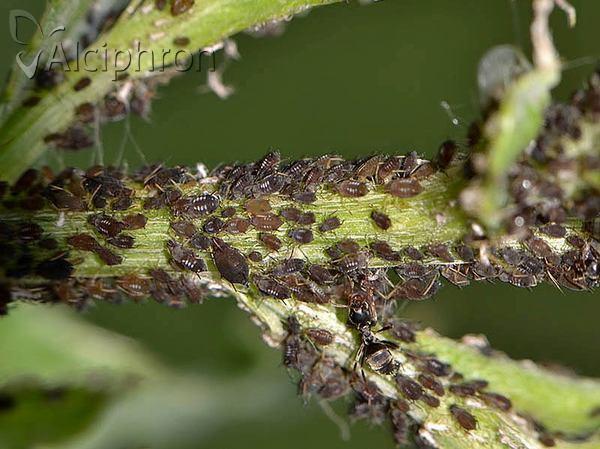 Aphis fabae