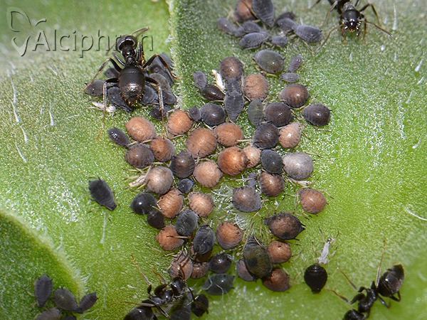 Aphis fabae