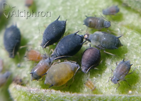 Aphis gossypii