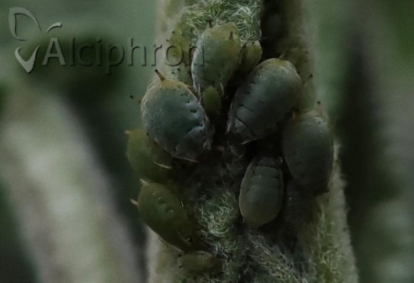 Aphis passeriniana
