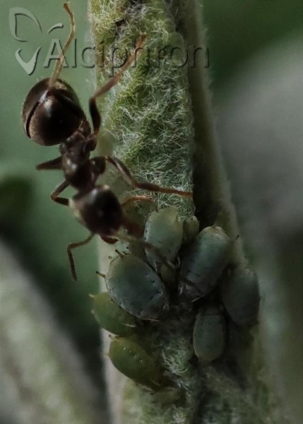 Aphis passeriniana