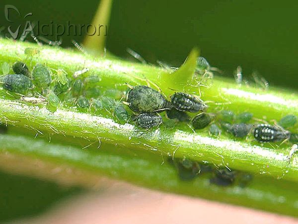 Aphis ruborum