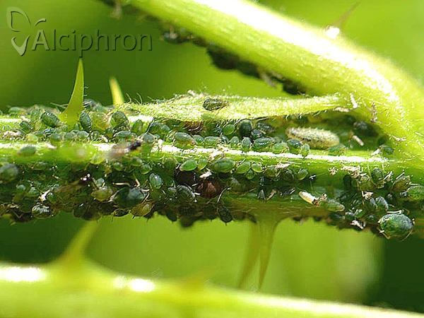 Aphis ruborum
