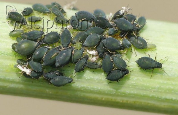Aphis schilderi