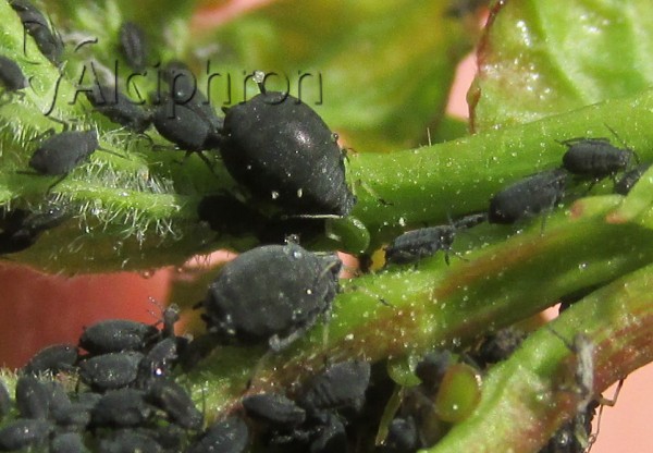 Aphis viburni