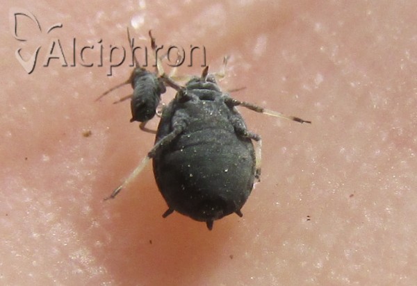 Aphis viburni