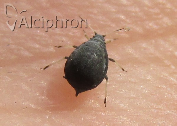Aphis viburni