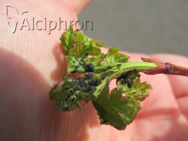 Aphis viburni