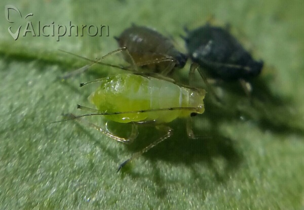 Aulacorthum solani