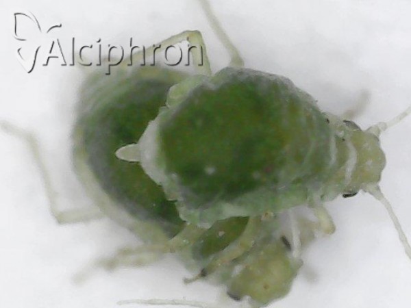 Brachycorynella asparagi