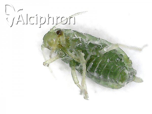 Brachycorynella asparagi