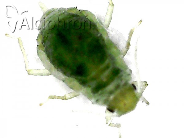 Brachycorynella asparagi