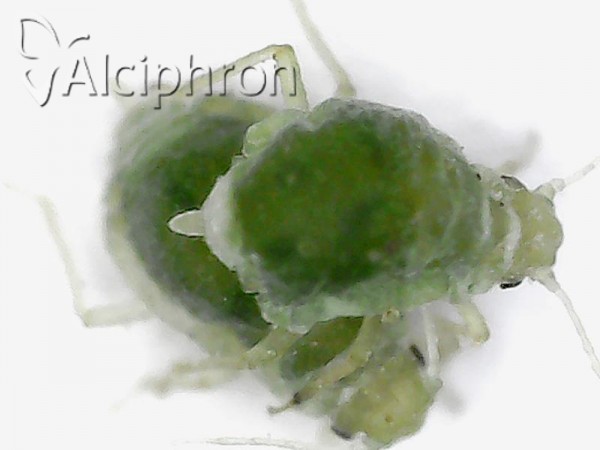 Brachycorynella asparagi