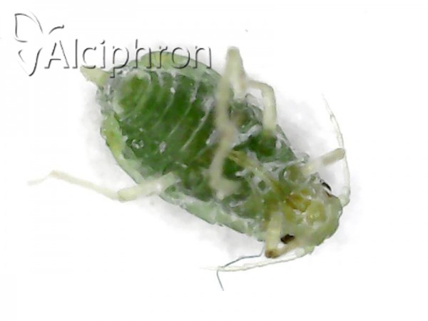 Brachycorynella asparagi