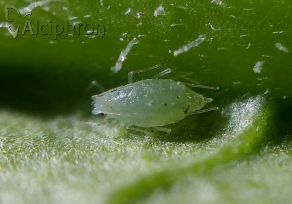 Capitophorus carduinus