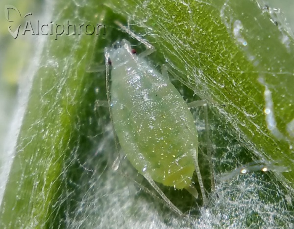 Capitophorus elaeagni