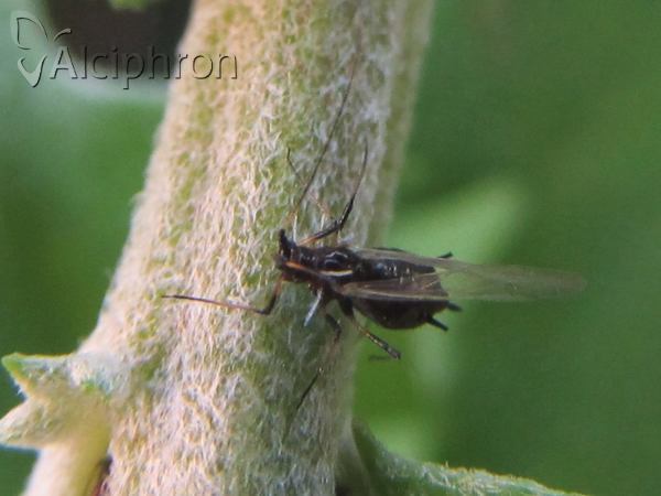 Macrosiphoniella sanborni