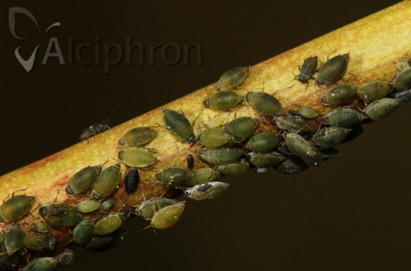 Semiaphis horvathi