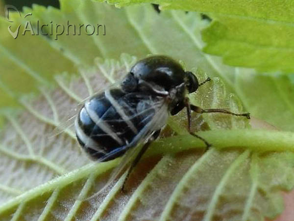 Ogcodes gibbosus