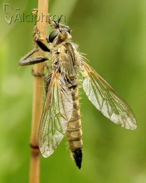 Philonicus albiceps
