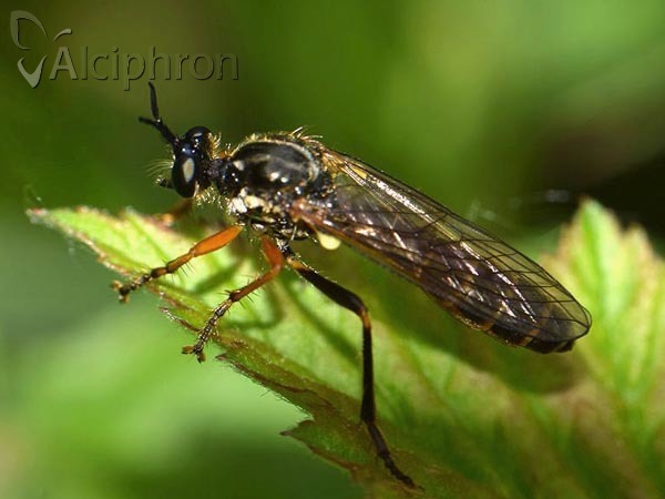 Dioctria rufipes
