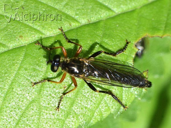 Dioctria rufipes