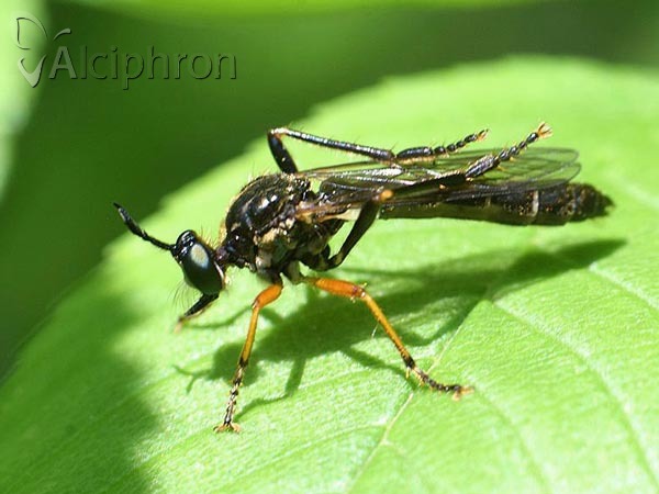 Dioctria rufipes