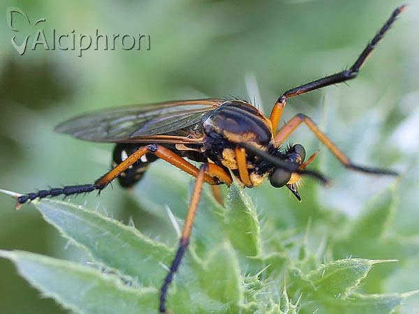 Molobratia teutonus
