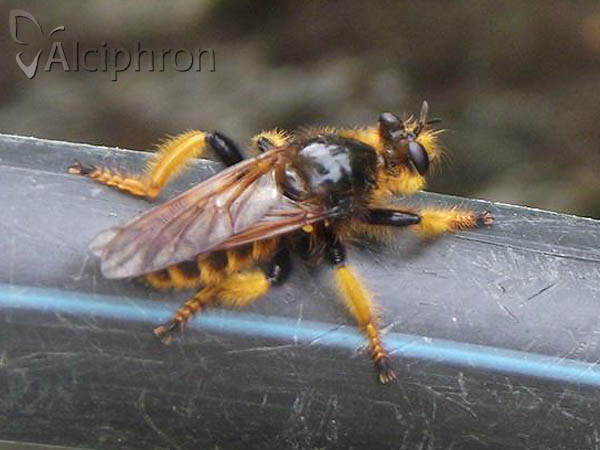 Pogonosoma maroccanum