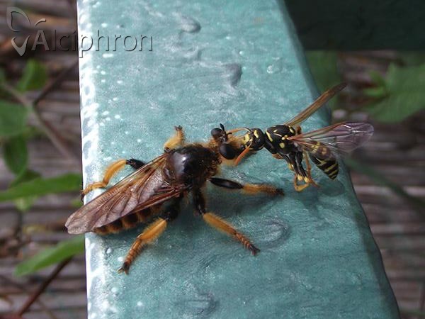 Pogonosoma maroccanum