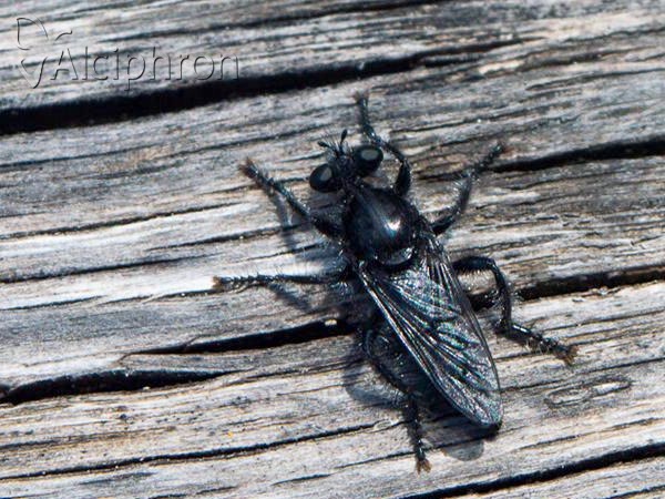 Andrenosoma atrum