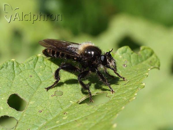 Laphria ephippium
