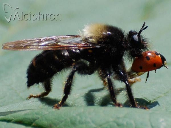 Laphria ephippium